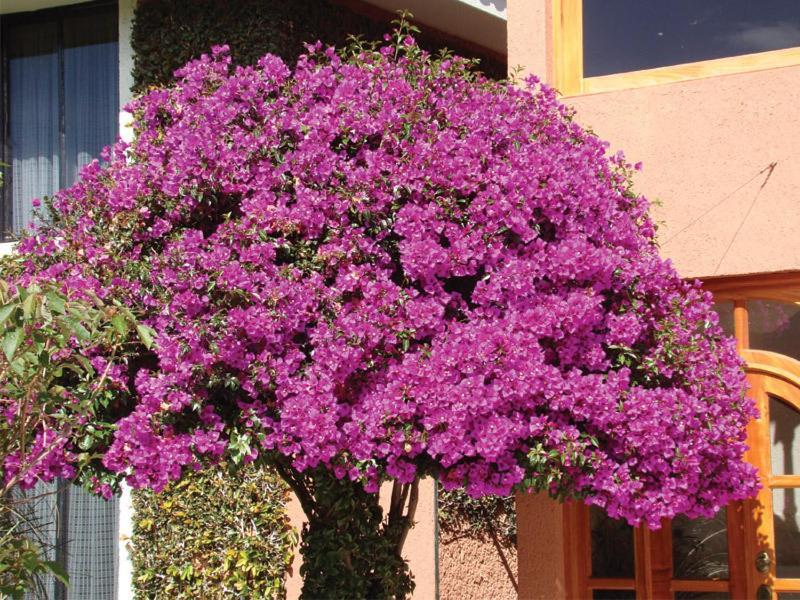 Hotel Arrecife De Coral San Cristóbal de Las Casas エクステリア 写真
